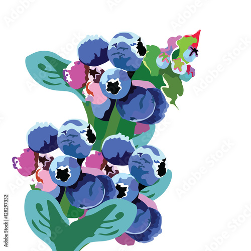 Vector watercolor blueberry branch on white background. Growing Fresh fruits ...