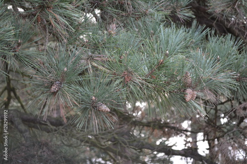 pine tree branch close up 