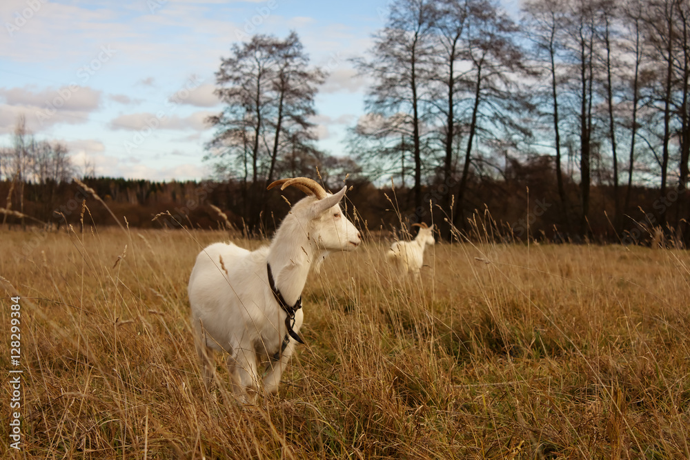 Fototapeta premium Goats graze in a field in Autumn