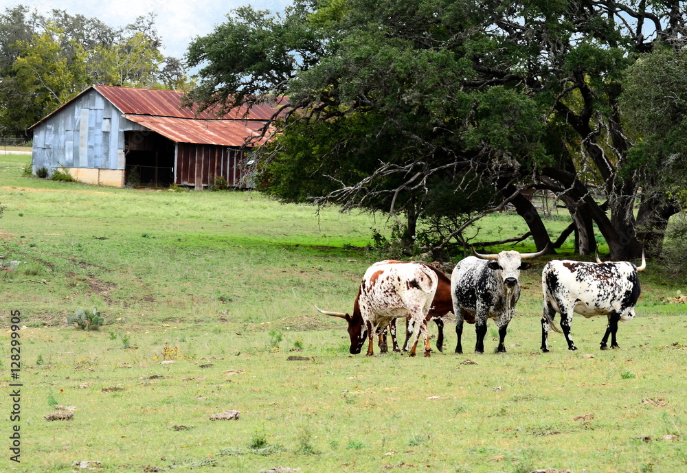 Texas long horns with barn