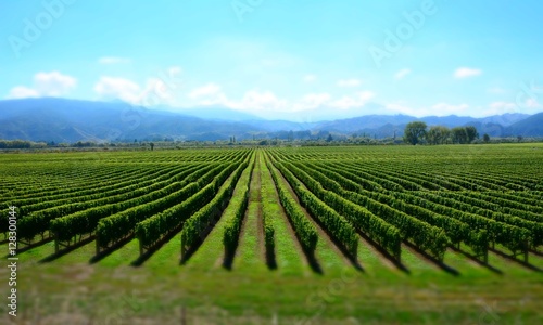 Winery in Marlborough Sounds, New Zealand. © Alizada Studios