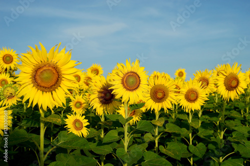 beautiful sunflower field