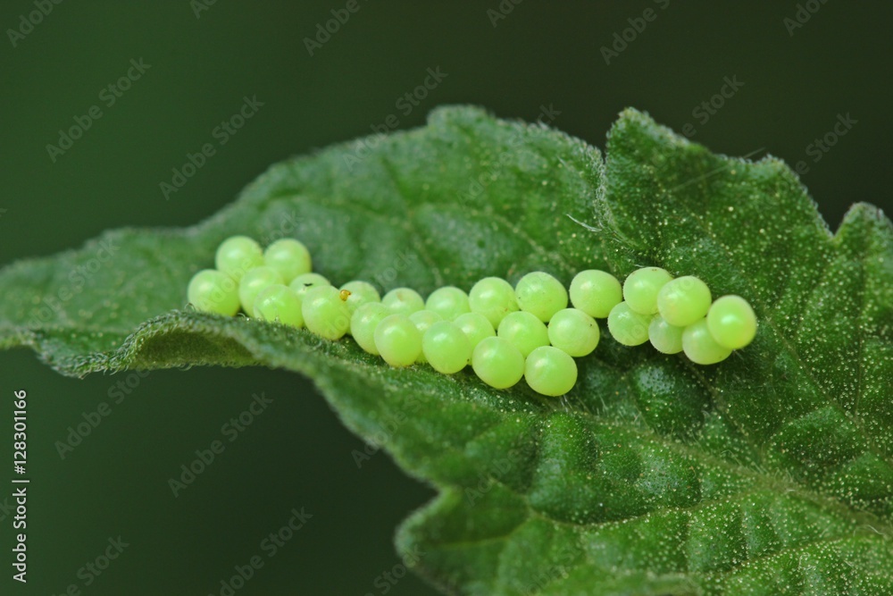 Gelege der Grünen Stinkwanze (Palomena prasina) auf Tomatenblatt 