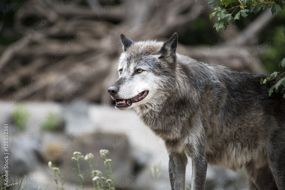 Wolf Wolf