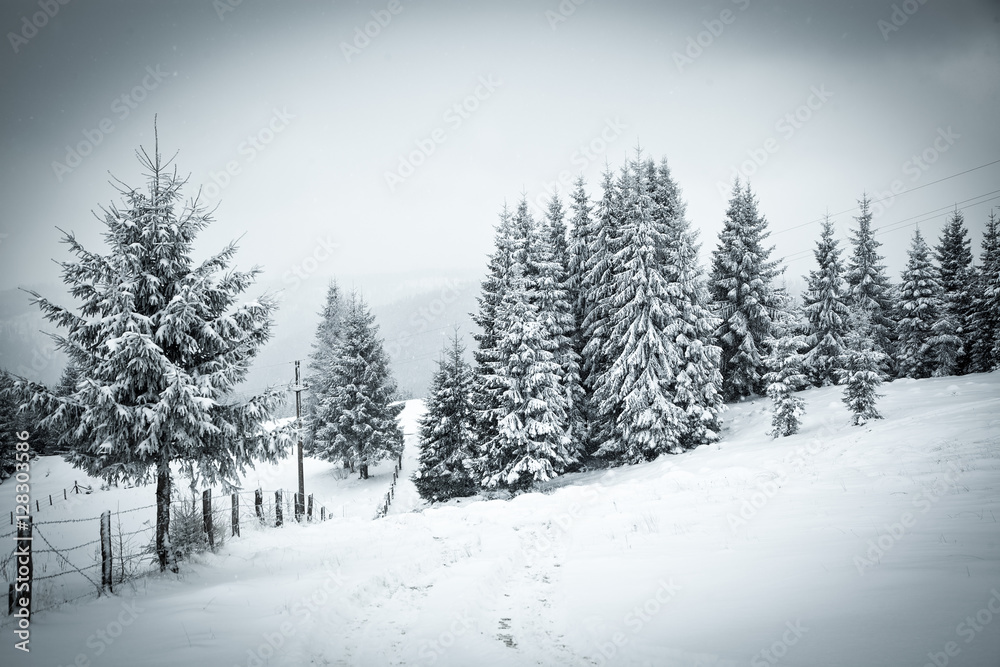 christmas background of snowy winter landscape christmas background of snowy winter landscape