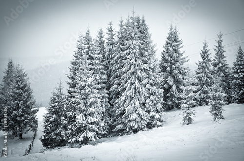 christmas background of snowy winter landscape