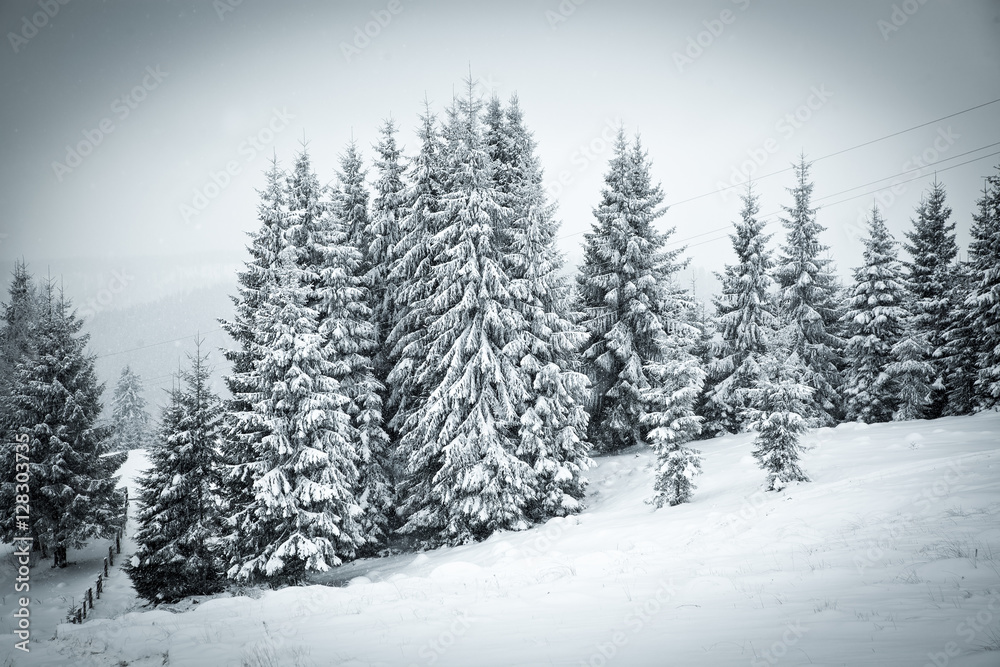 Obraz premium christmas background of snowy winter landscape