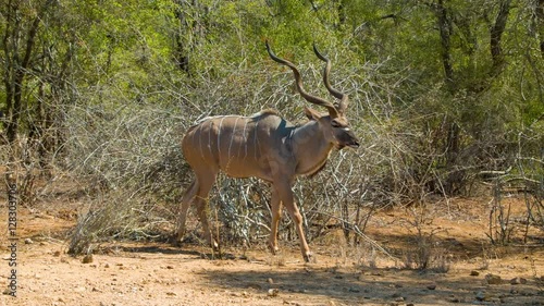 Greater Kudu Male Antelope with Large Turning Horns in its Natural Habitat inside the Kruger National Park of South Africa photo