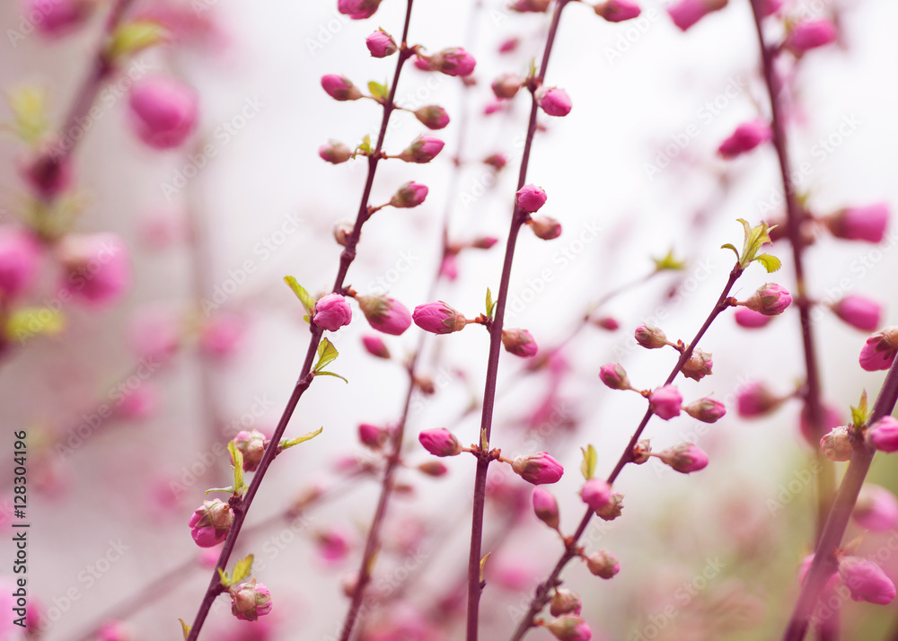 Beautiful flowering Japanese cherry - Sakura. Background with fl Beautiful flowering Japanese cherry - Sakura. Background with fl