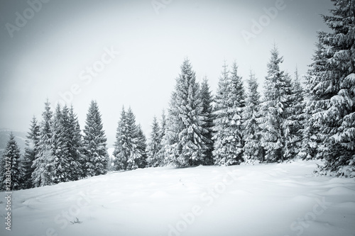 christmas background of snowy winter landscape © Melinda Nagy