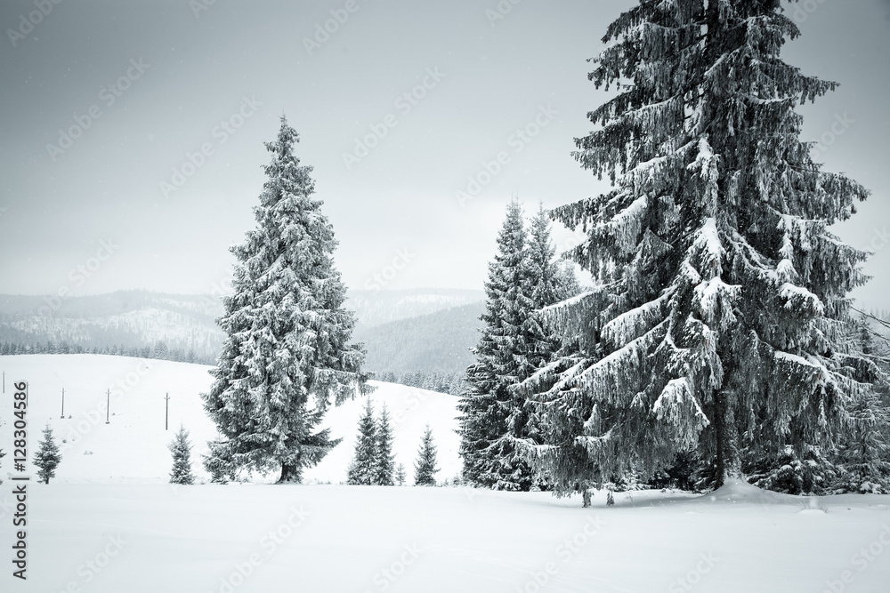 Naklejka premium boże narodzenie w tle śnieżnego zimowego krajobrazu