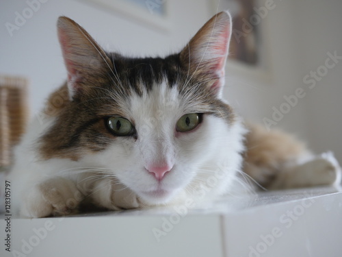 Fototapeta Naklejka Na Ścianę i Meble -  Fluffy cat sitting on table indoor