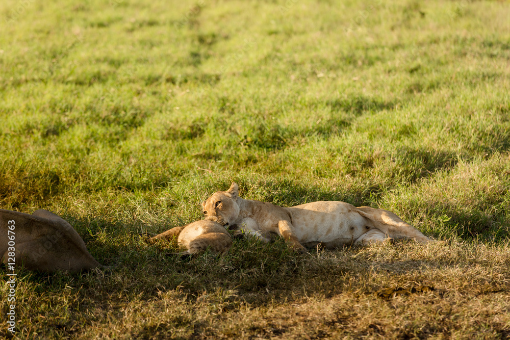 Female lion playing with her cub after having breakfast at sunrise in Serengeti National Park, Africa Female lion playing with her cub after having breakfast at sunrise in Serengeti National Park, Africa