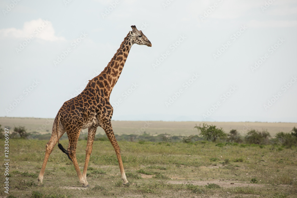 Obraz premium Beautiful tall male giraffe in National Park Serengeti, Kenya, Africa posing for the camera