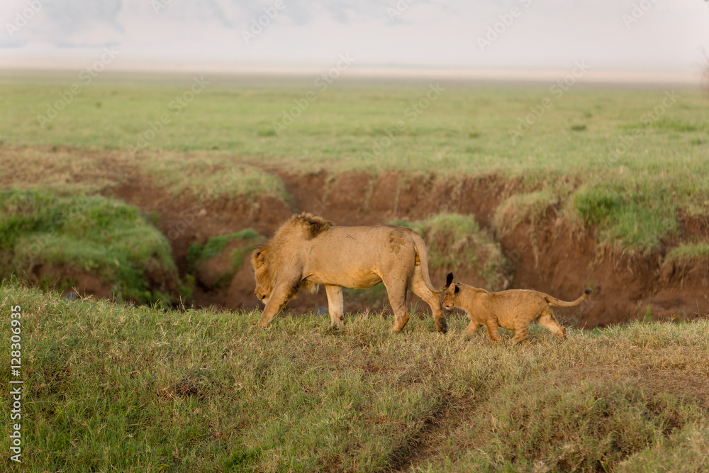 Lion cubs looking to play after they had breakfast at sunrise. Lions family in Serengeti Kenya