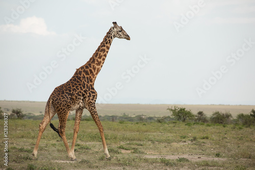 Beautiful tall male giraffe in National Park Serengeti, Kenya, Africa posing for the camera