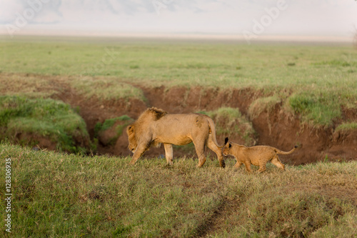 Fototapeta Naklejka Na Ścianę i Meble -  Lion cubs looking to play after they had breakfast at sunrise. Lions family in Serengeti Kenya