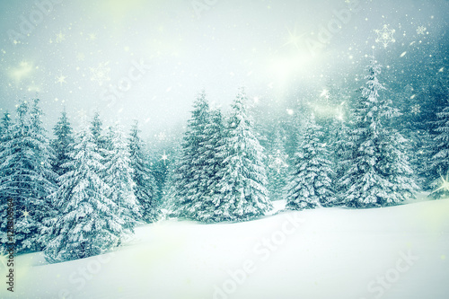  Christmas background with snowy fir trees © Melinda Nagy