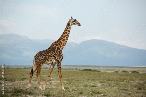 Beautiful tall male giraffe in National Park Serengeti  Kenya  Africa posing for the camera