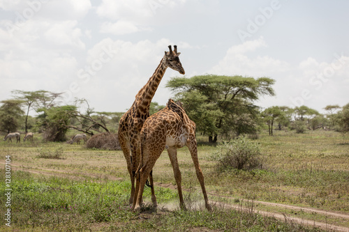 Giraffes measuring themselves  playing and training for neck fights