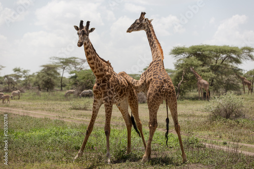 Giraffes measuring themselves  playing and training for neck fights