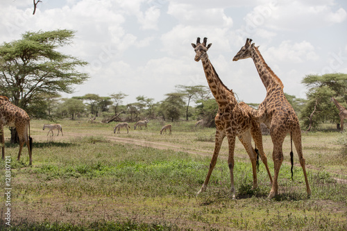 Giraffes measuring themselves, playing and training for neck fights © AlexRosu