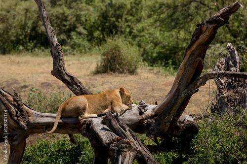 Lazy lioness resting in the African savanna on a tree in the sun