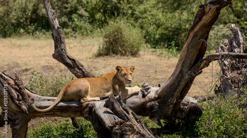 Lazy lioness resting in the African savanna on a tree in the sun