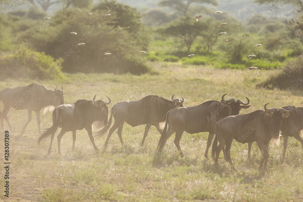 Fototapeta premium Wildlife - the great migration in Kenya Africa