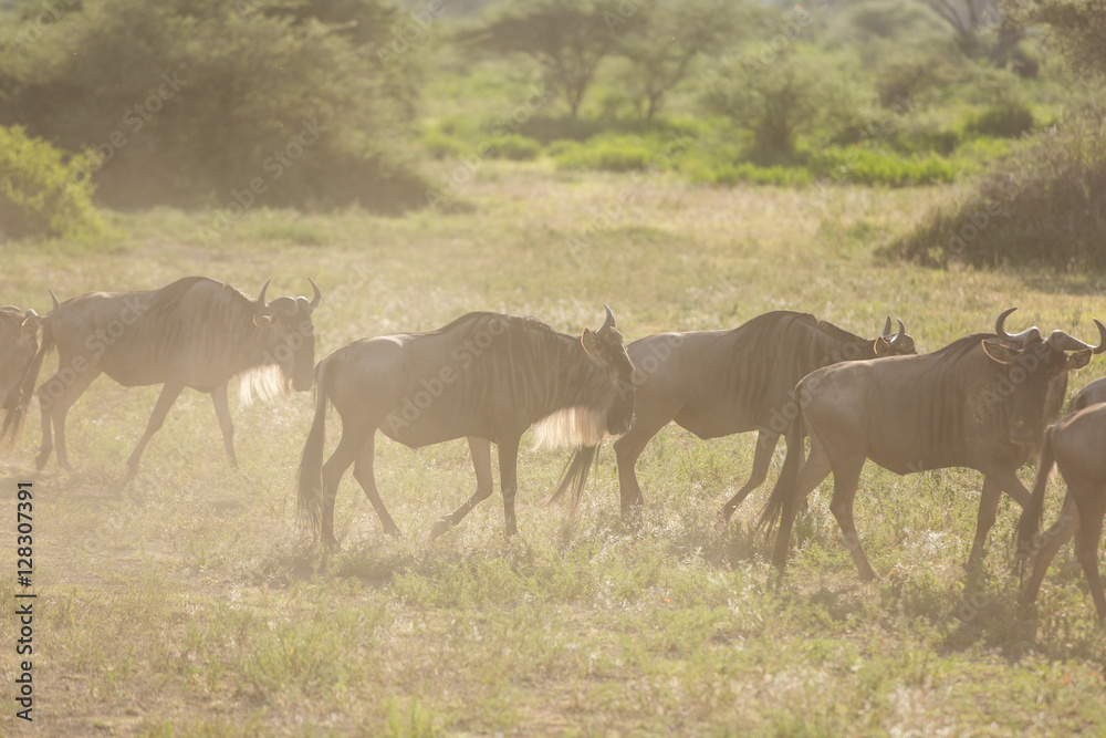Wildlife - the great migration in Kenya Africa Wildlife - the great migration in Kenya Africa