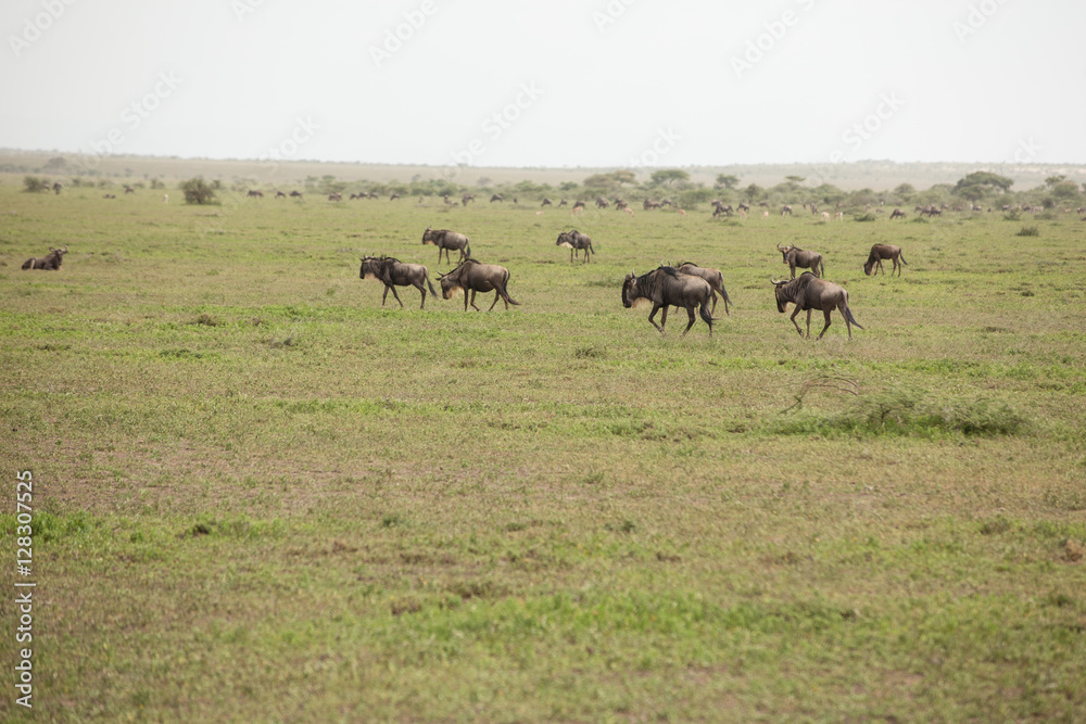 Wildlife wildebeest great migration in the African savanna