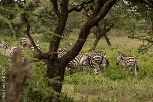 Young zebra family in the African savanna