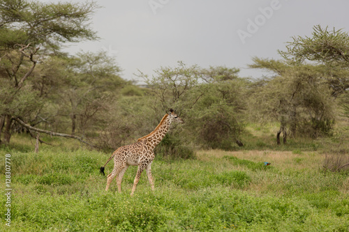 Baby giraffe eating leaves from acacia tree  natural park Kenya  Africa