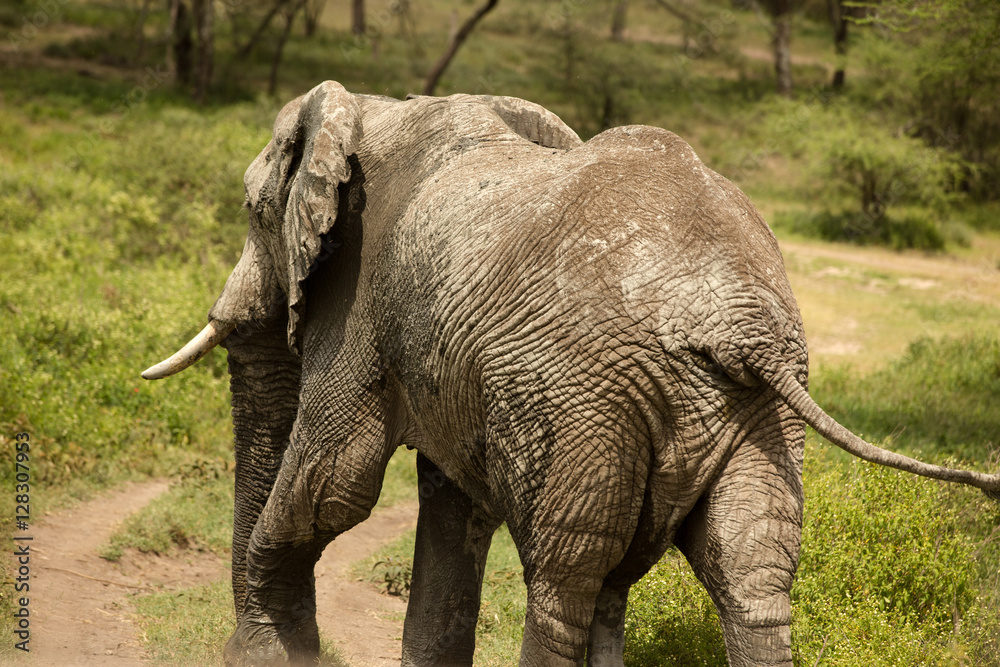 Obraz premium Elephants with broken ivory in their natural environment Kenya, Africa