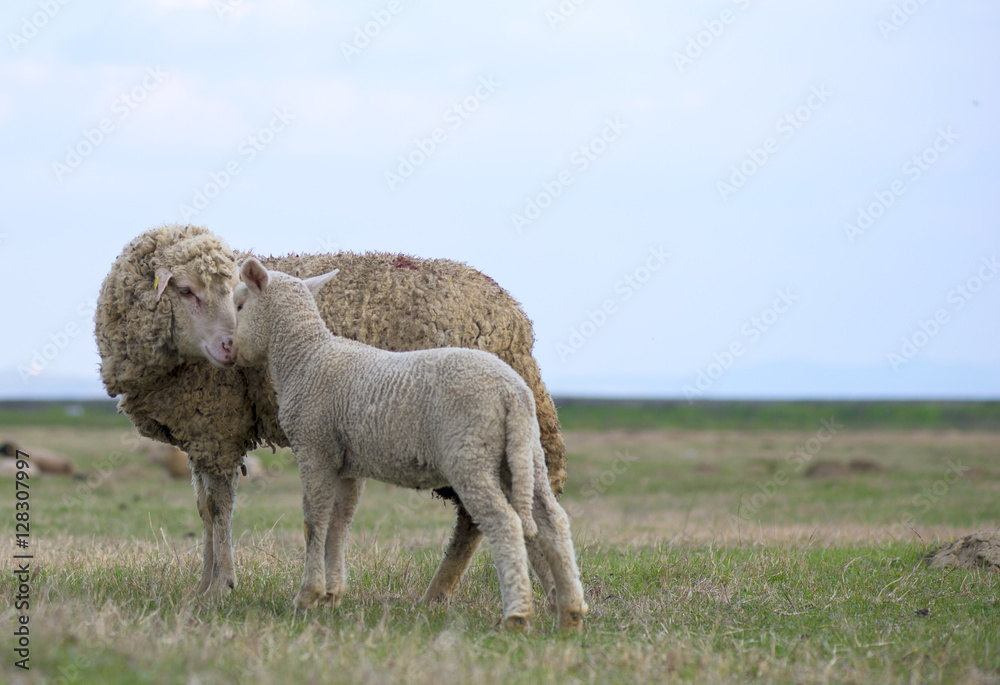 single adorable baby lamb, with its proud mother single adorable baby lamb, with its proud mother