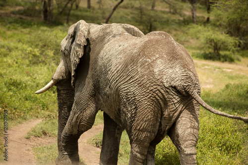 Elephants with broken ivory in their natural environment Kenya  Africa