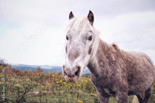 Fototapeta Naklejka Na Ścianę i Meble -  Wild Pony, Grayson Highlands