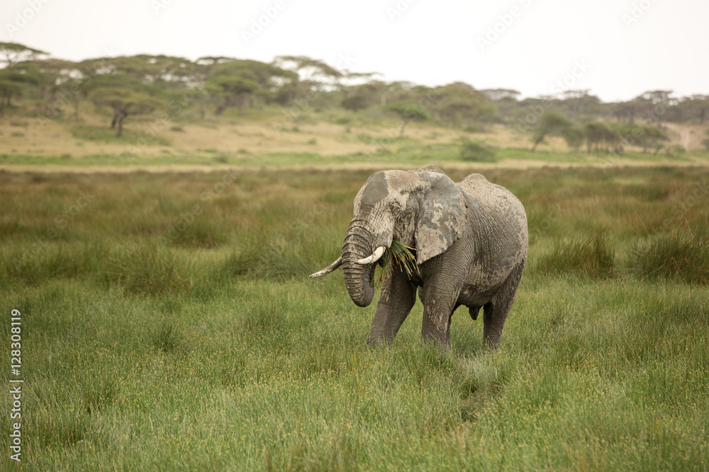 Fototapeta premium Elephants with missing ivory, eating and playing in the mud in their natural environment