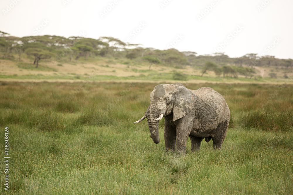 Fototapeta premium Migrating couple of elephants hunted for their ivory. African savanna during rainy season