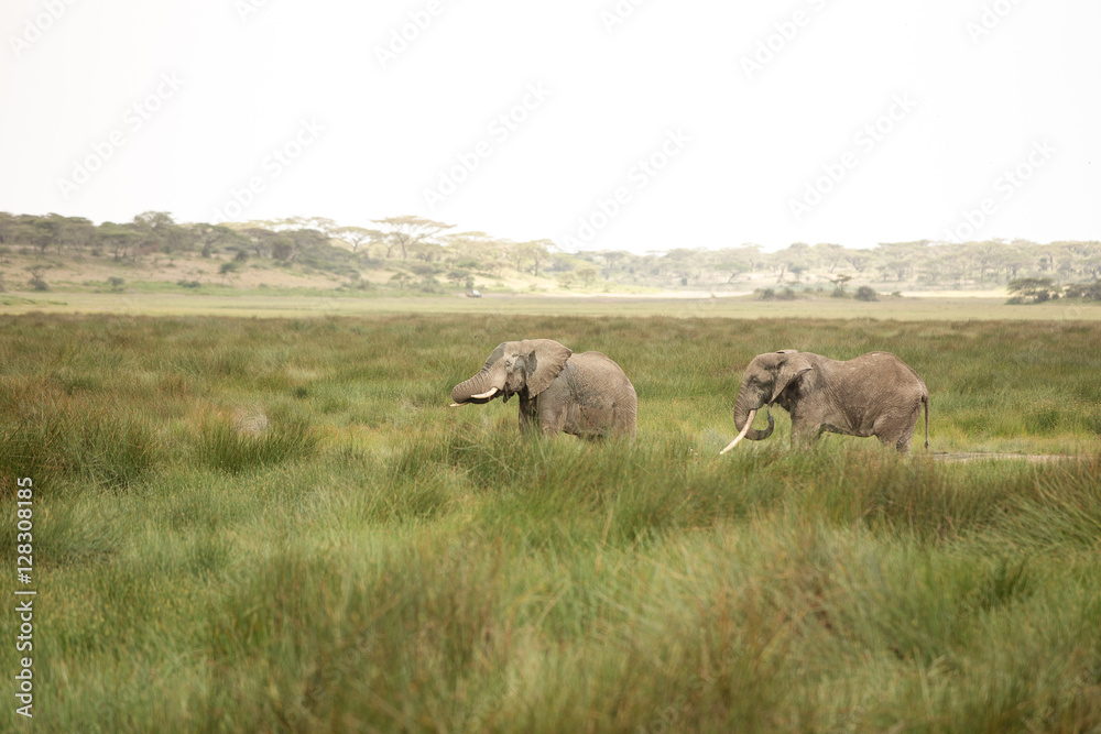 Migrating couple of elephants hunted for their ivory. African savanna during rainy season