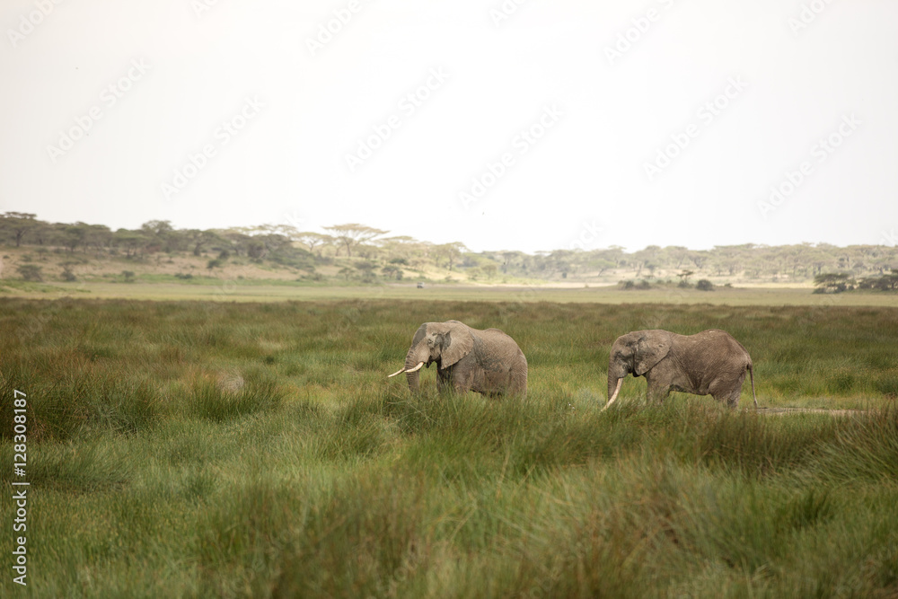 Migrating couple of elephants hunted for their ivory. African savanna during rainy season