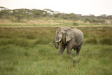 Elephants with missing ivory, eating and playing in the mud in their natural environment