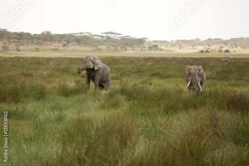 Elephants with missing ivory, eating and playing in the mud in their natural environment