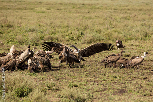 Different species of vultures having lunch in the African reservation park