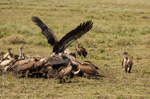 Different species of vultures having lunch in the African reservation park