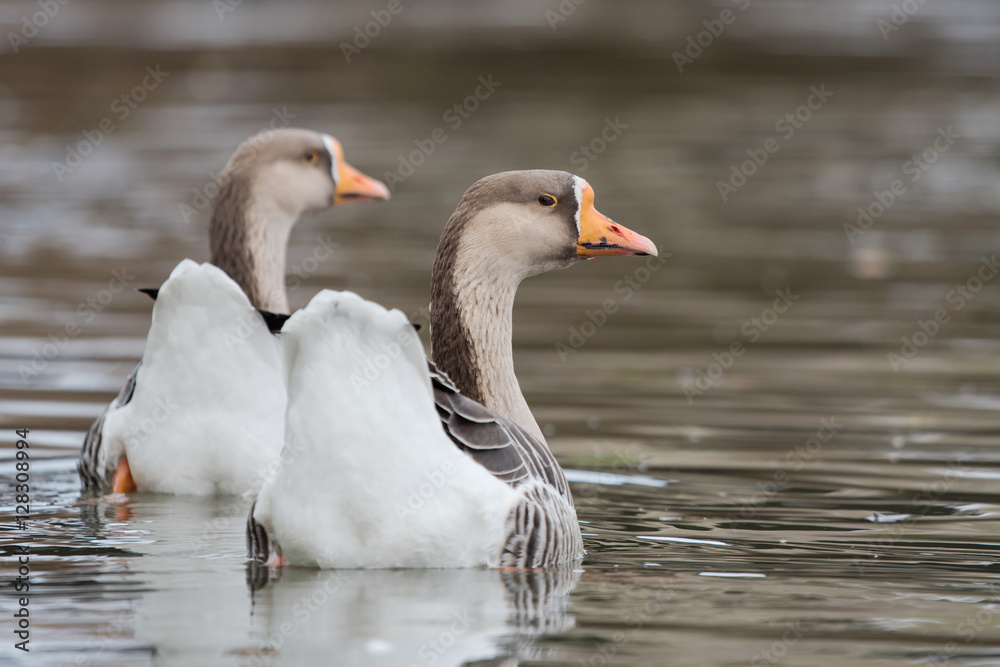 Domestic Goose, Cross Goose, Swan Goose and Greylag Goose hybrid Domestic Goose, Cross Goose, Swan Goose and Greylag Goose hybrid