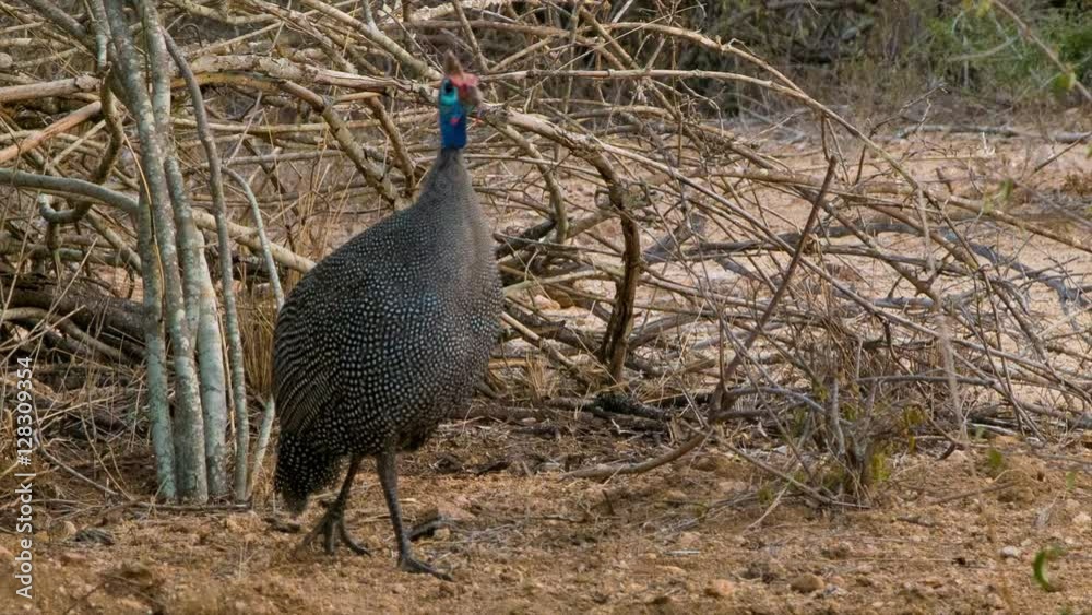 South African Guinea Fowl Bird Close-up in its Natural Habitat inside Kruger National Park South African Guinea Fowl Bird Close-up in its Natural Habitat inside Kruger National Park