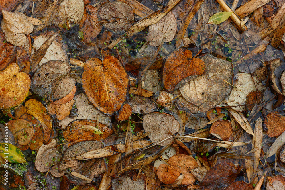 Texture of fallen leaves. Autumn leaves on the surface of the water.