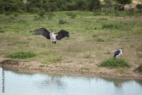 Group of marabou storks near a lake African wildlife