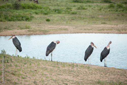 Photography African wildlife safari